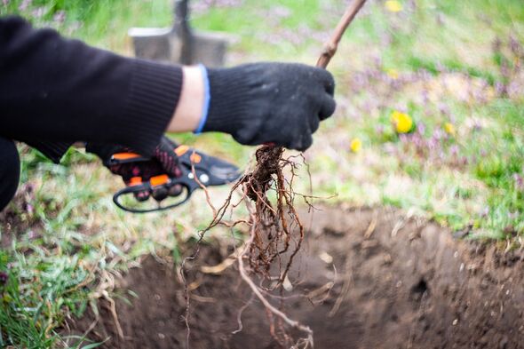 Hands in black gloves hold a seedling with exposed stems over a hole in the ground, next to pruning shears, the process of planting a tree