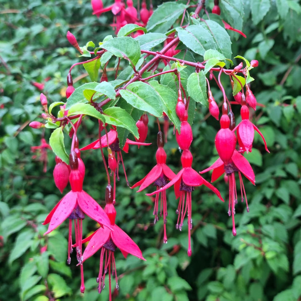 hummingbird fuchsia or hardy fuchsia (fuchsia magellanica) flowering in the small town of birr, central ireland.