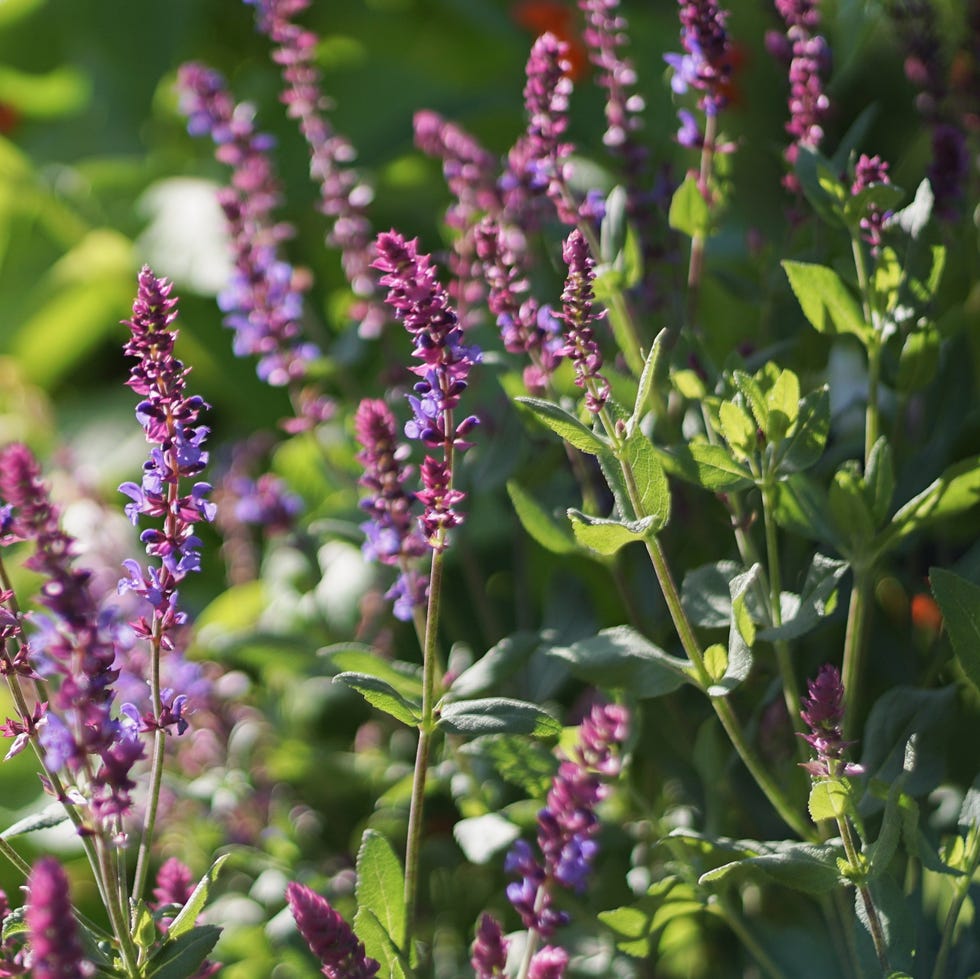 purple blue flowers of salvia nemorosa full blooming in the garden with warm sunlight, the woodland sage or balkan clary is a hardy herbaceous perennial plant, nature floral background