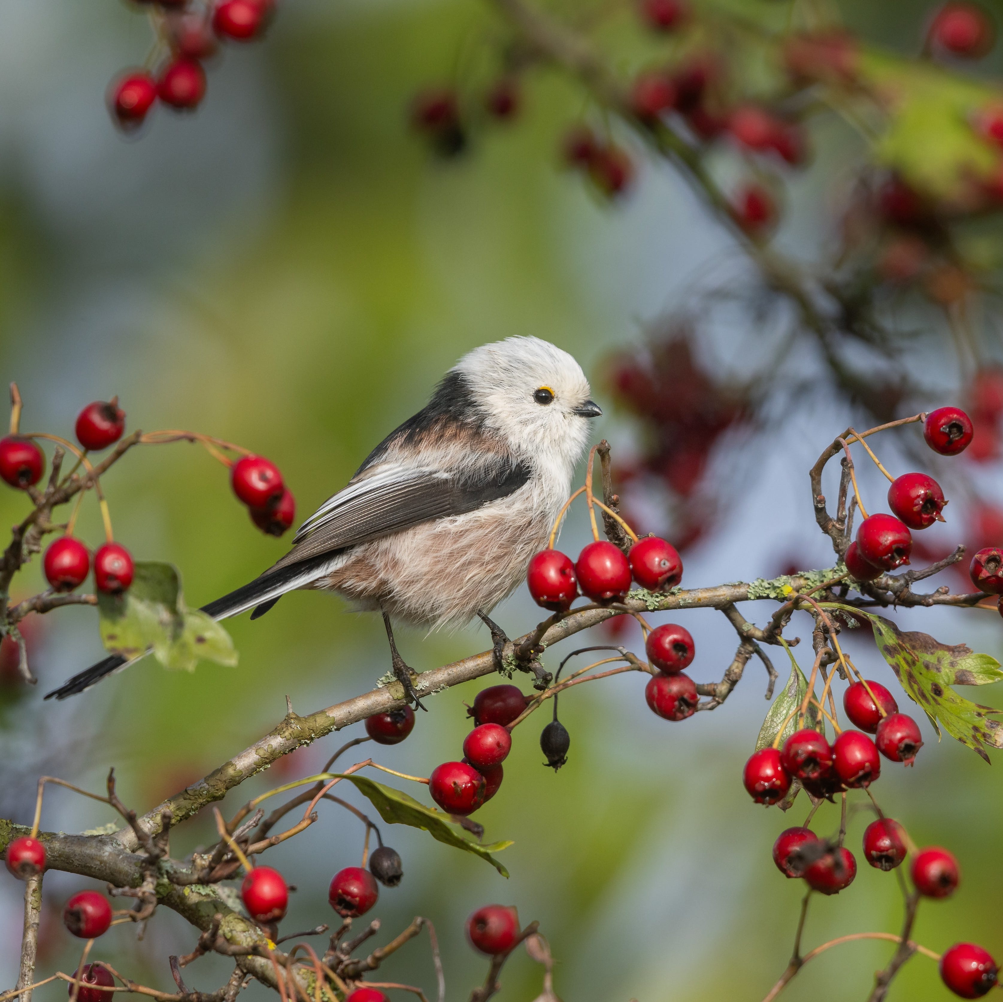 cute long tailed tit (aegithalos caudatus) perching in a hawthorn bush.