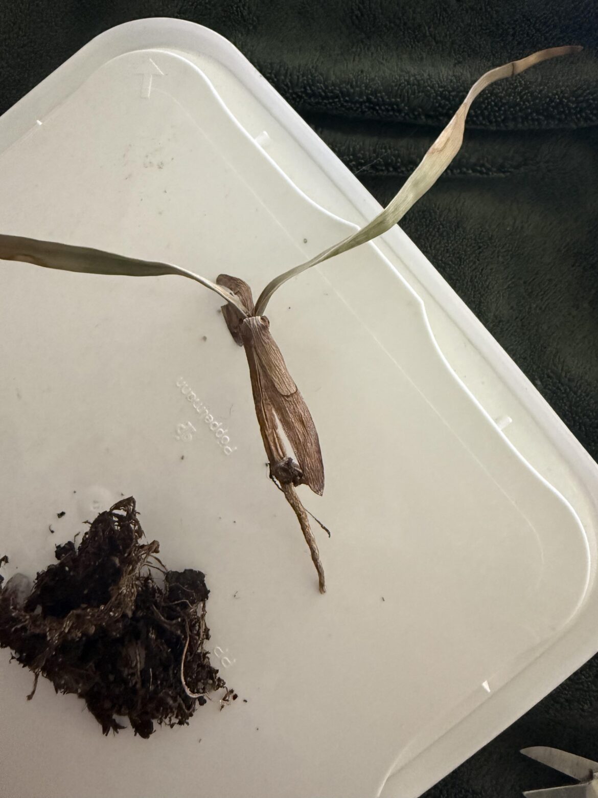 Yeah no wonder my Welwitschia has been looking like shit lol, the tap root was damaged and the whole root system was dying.