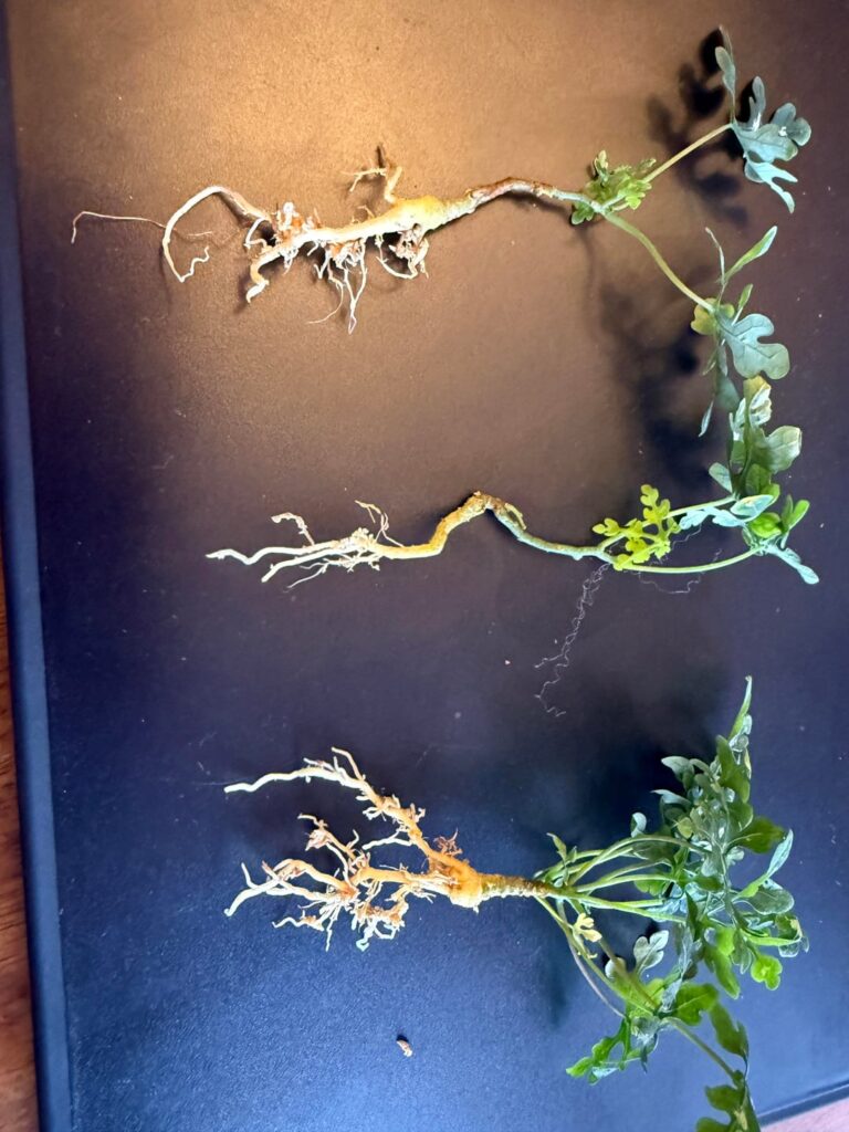 Adenia Perrieri - tips requested