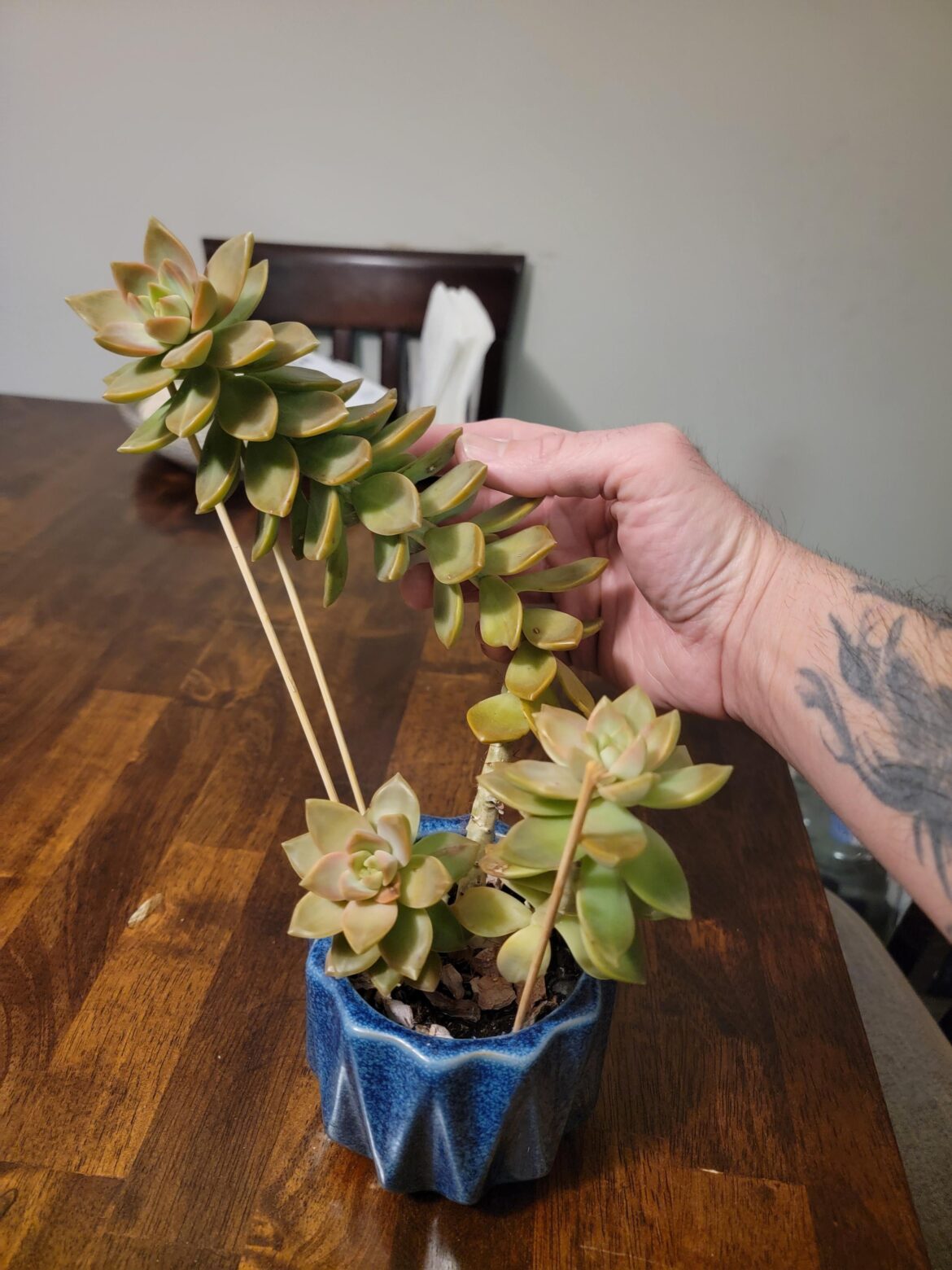 My big old California sunset.