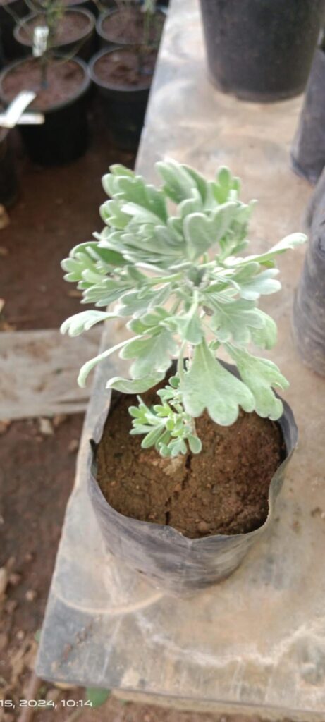what is this plant? this is being sold as lavender. But the lavender i have seen is different.