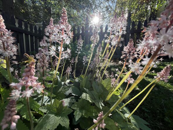 Heartleaf foamflower, known as Tiarella cordifolia blooming in sunlight in a garden. Native plants. Heartleaf foamflower, known as Tiarella cordifolia blooming in sunlight in a garden. Native plants.