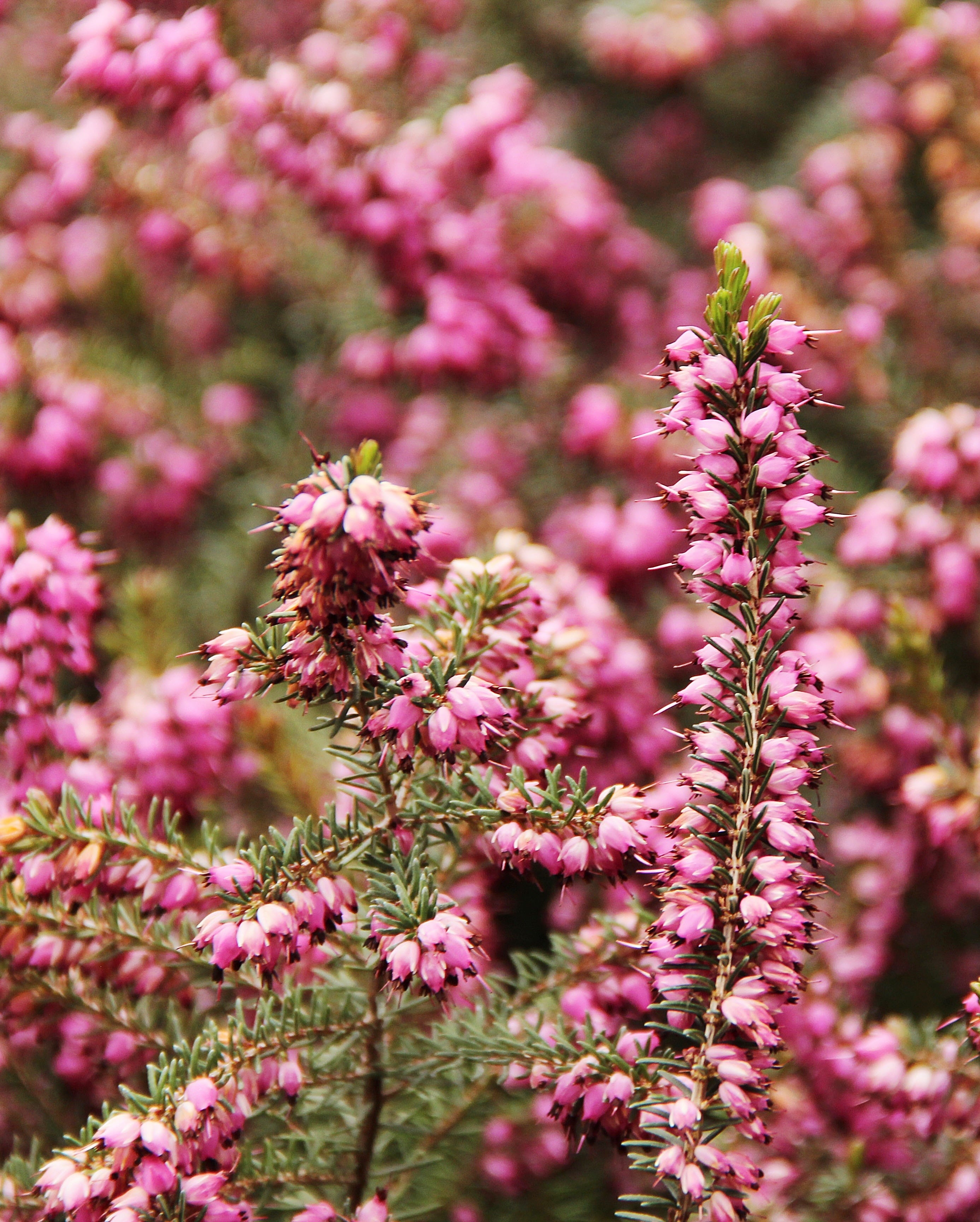 heather plant