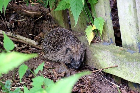 Hedgehog in the Corner of an Unkempt Urban Garden Hedgehog in the Corner of an Unkempt Urban Garden