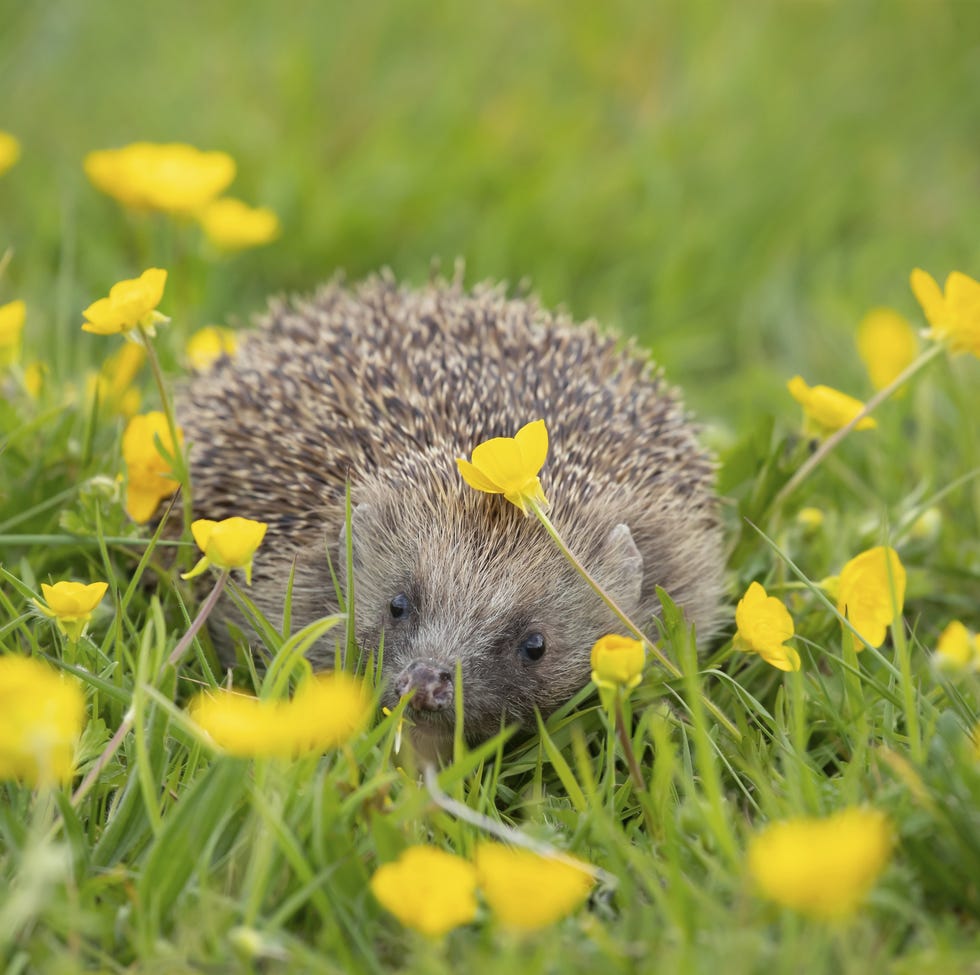 Trick for attracting hedgehogs in your garden hedgehog in a field of yellow flowers