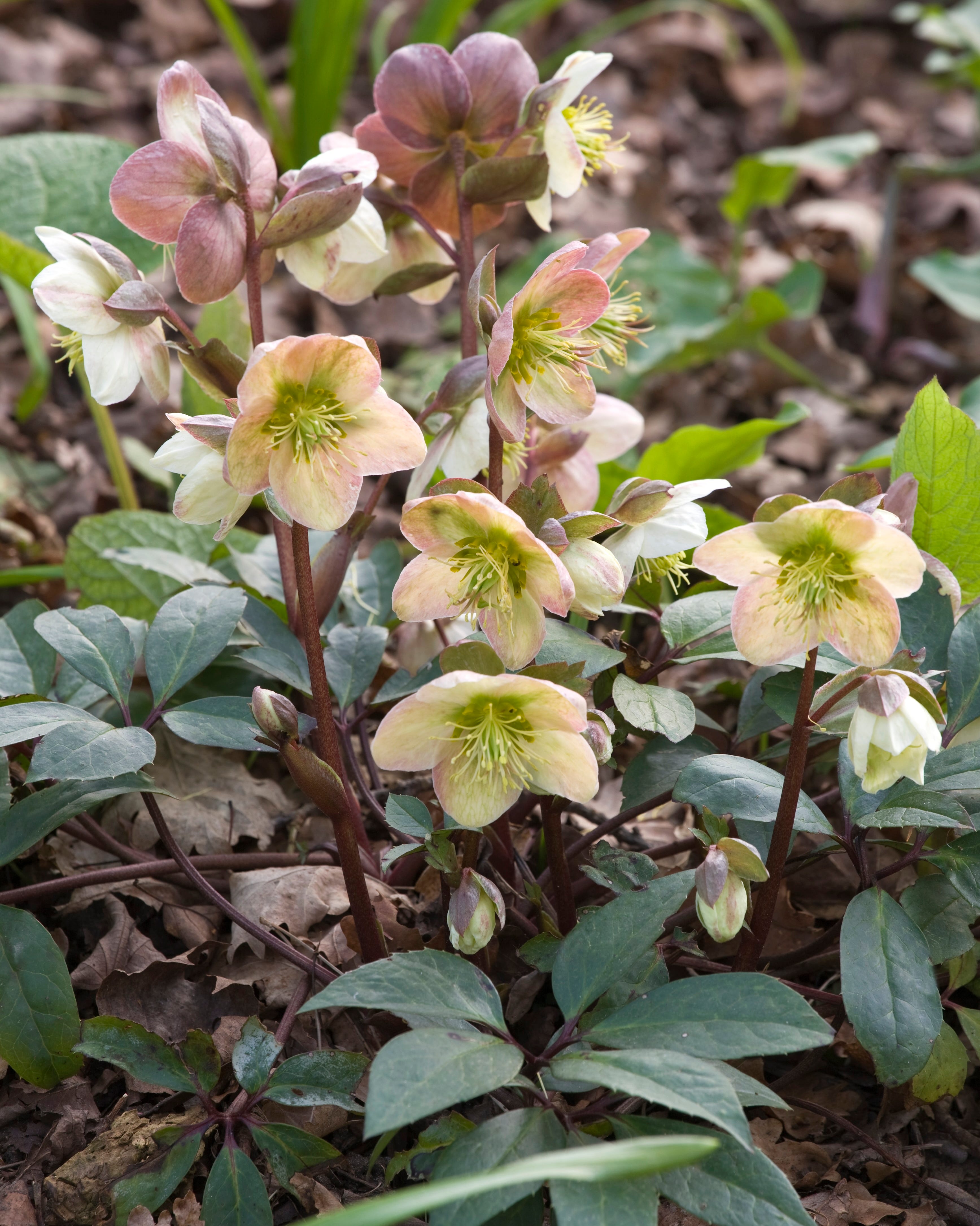 hellebore flowers