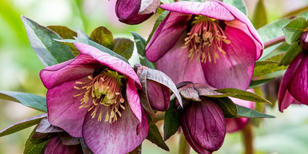How To Make Your Hellebores Flower For Longer (And Look Better All Winter) How To Make Your Hellebores Flower For Longer (And Look Better All Winter)