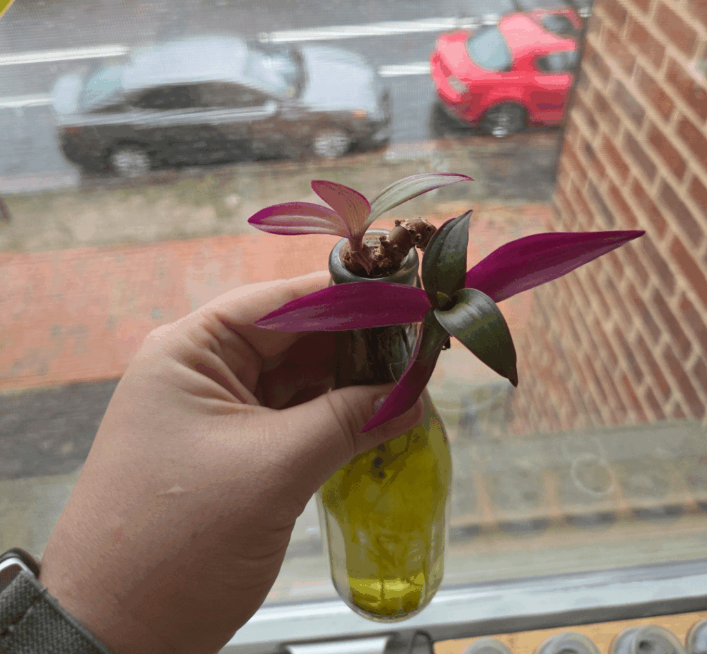 What is this mystery plant!