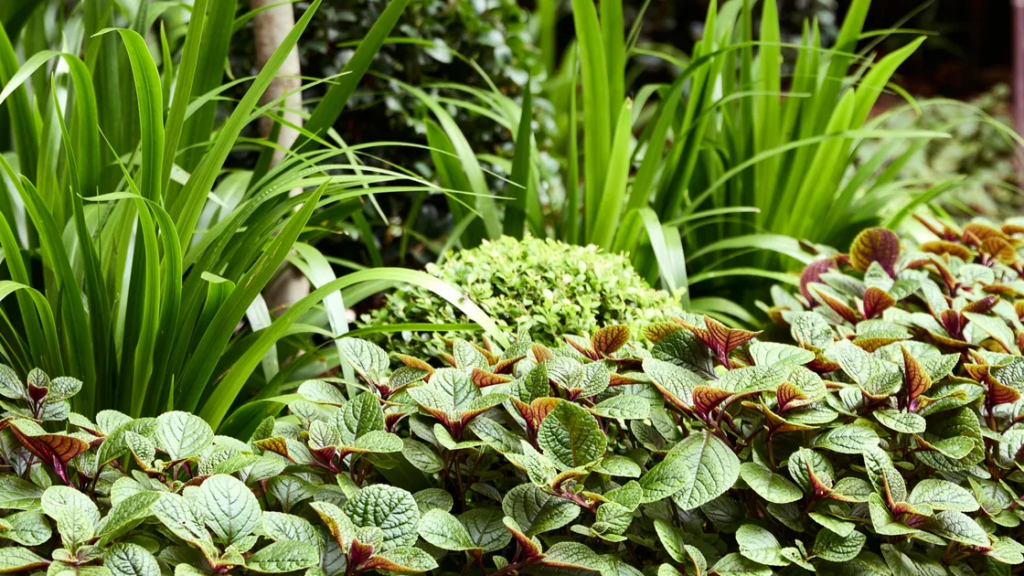 Everything To Do In The Garden In March After A Long Summer Everything To Do In The Garden In March After A Long Summer