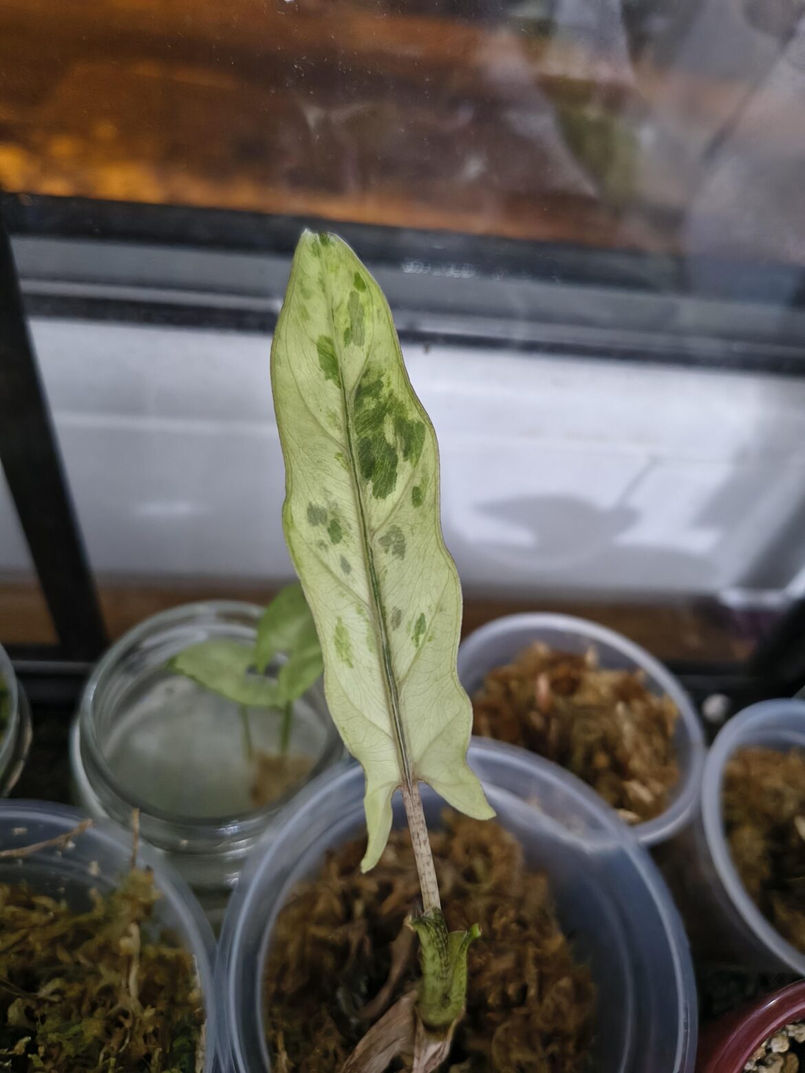 Lauterbachiana Varie came back from dead