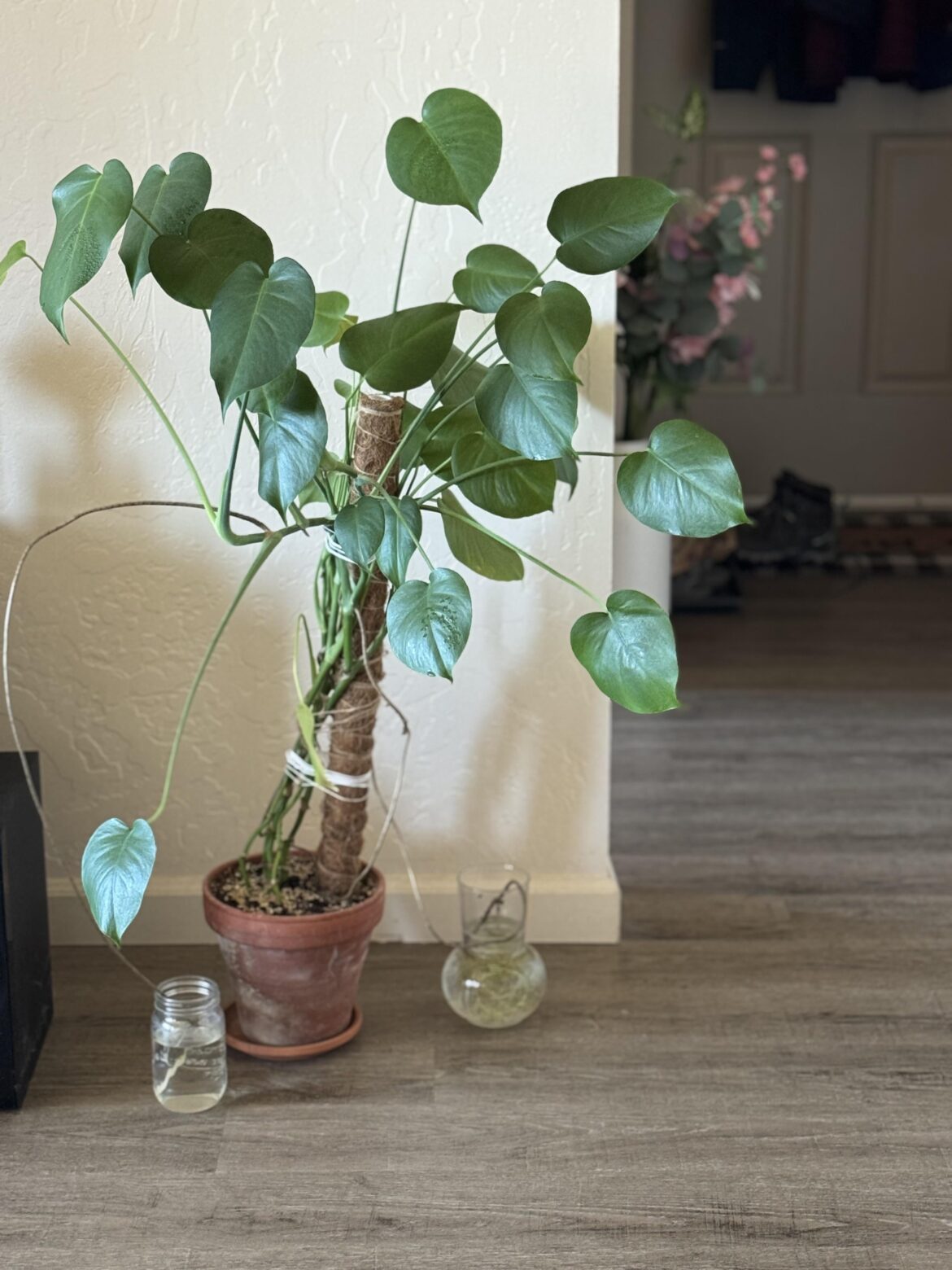 Why no fenestrations ?