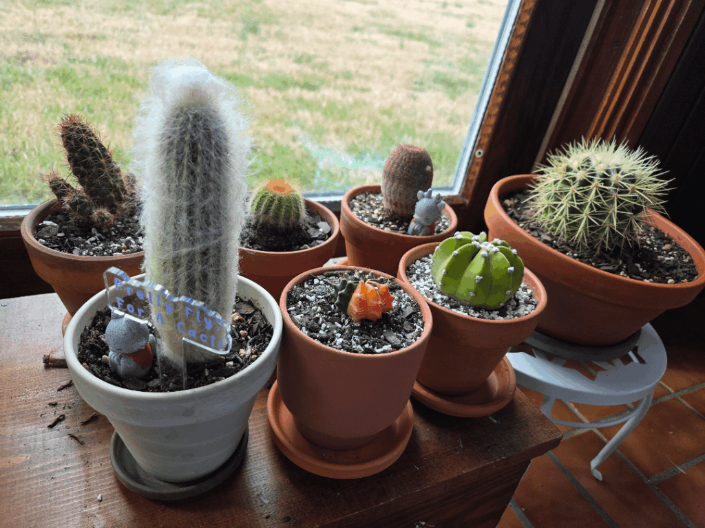 Cactus Family Portrait