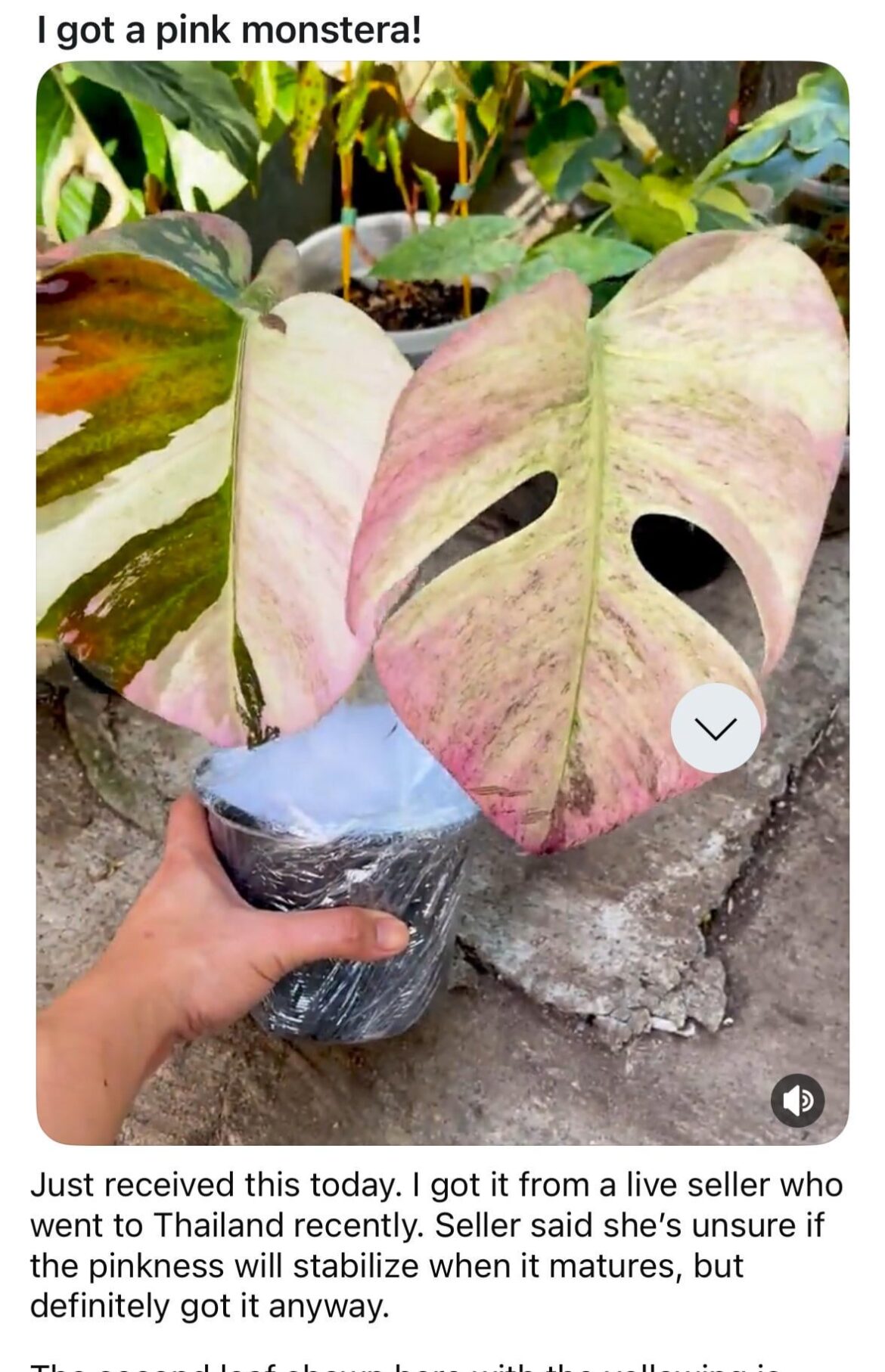 Just bought a PINK monstera that’s already losing the dye for $57,097!!! 💅🏻🌸💐💝🐷🎟️🏳️‍⚧️👛