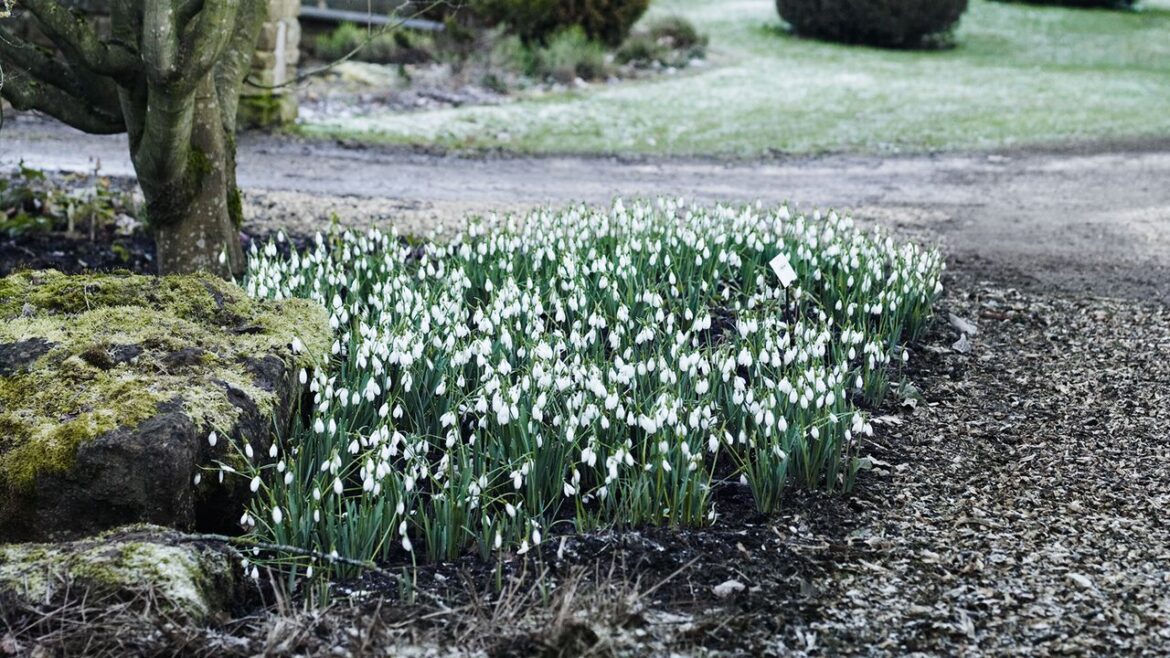 Our favourite snowdrop gardens to visit in the UK