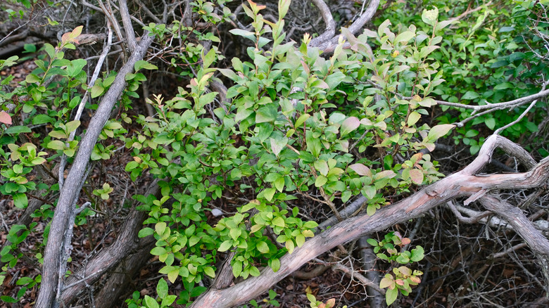 A highbush blueberry bush growing between wood branches