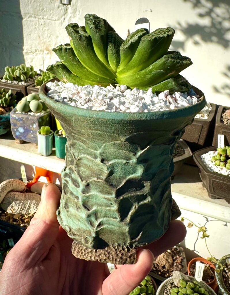 Haworthia truncata Genbu