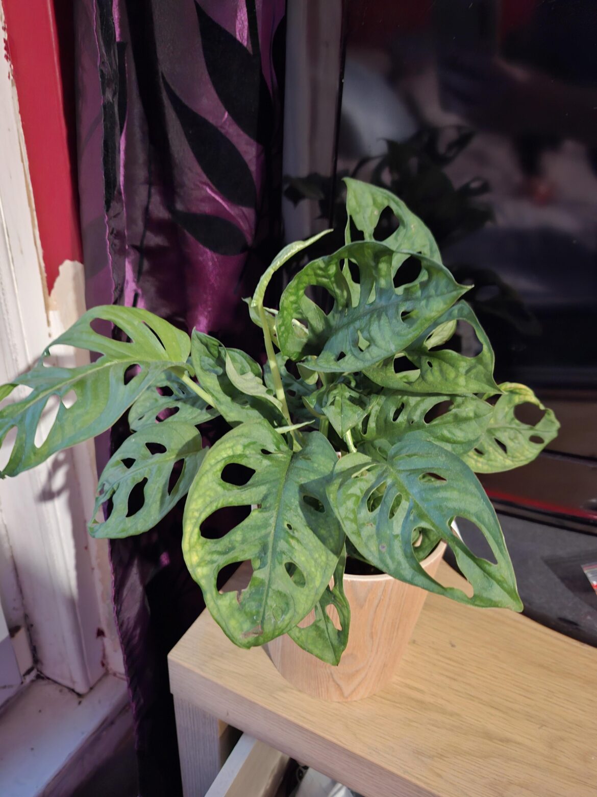 First-time monstera owner