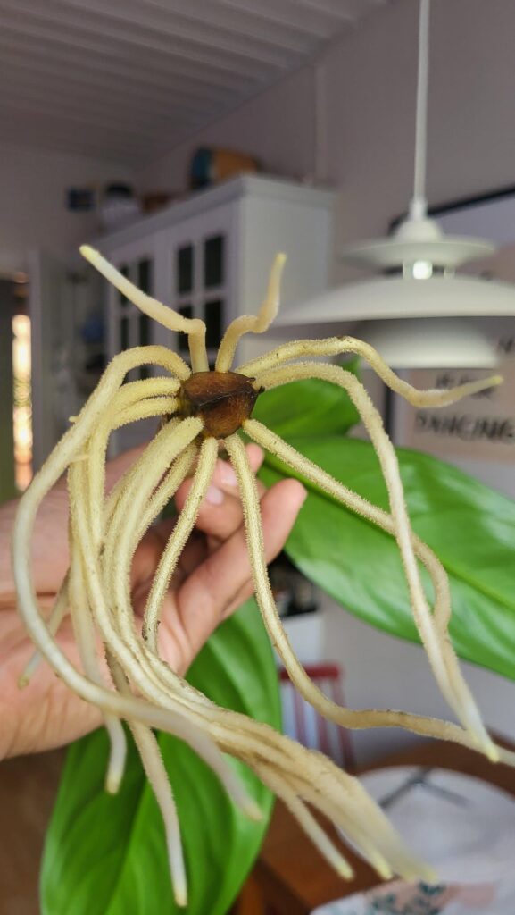 From water to soil; Aglaonema Silver Bay 🍀