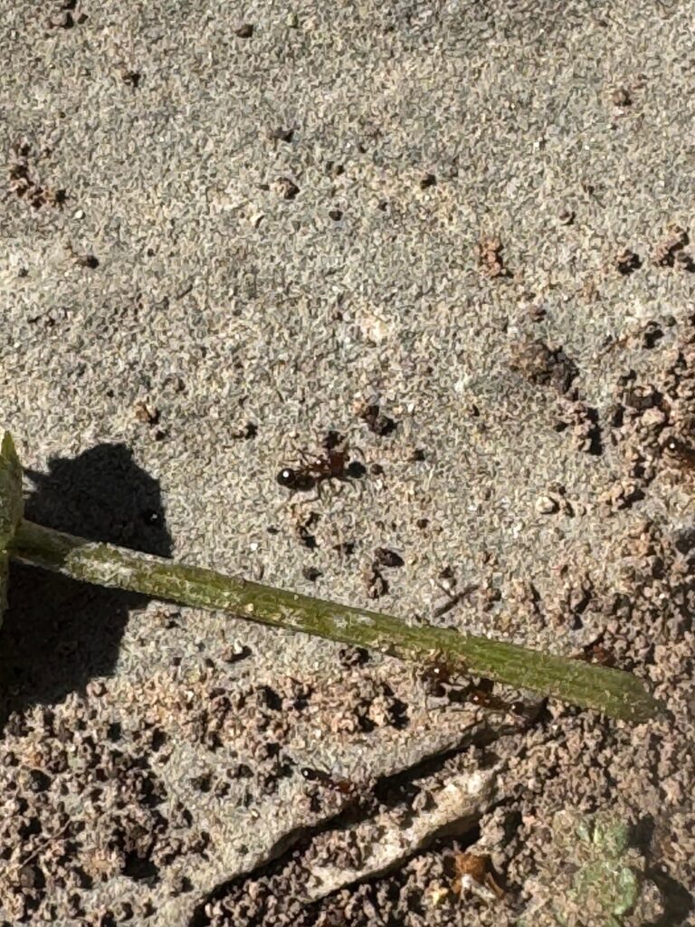 Should I evict these ants with my water hose or leave them be?