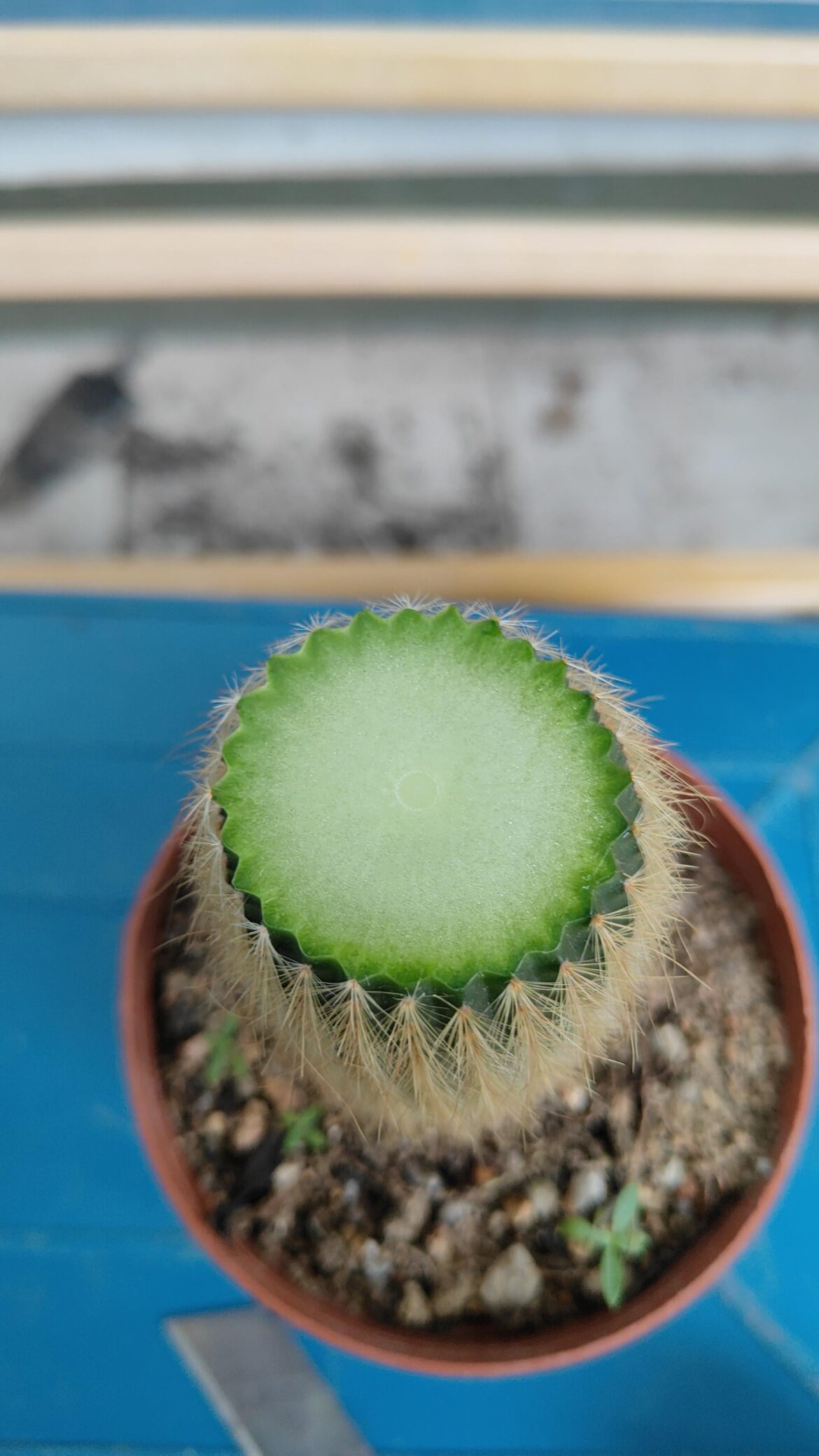 Can you tell me where is exlym and phloem.