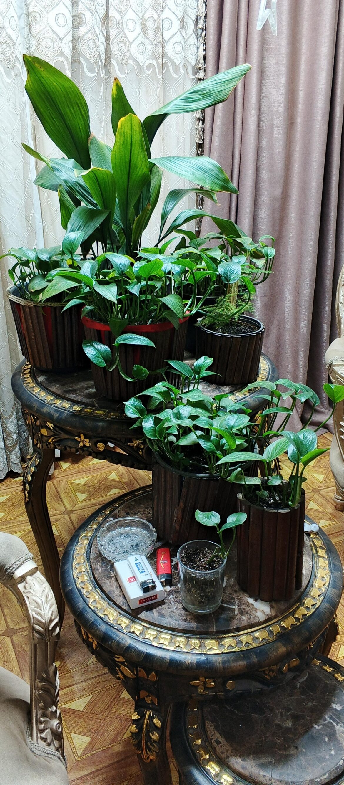 What do you think of these plants?