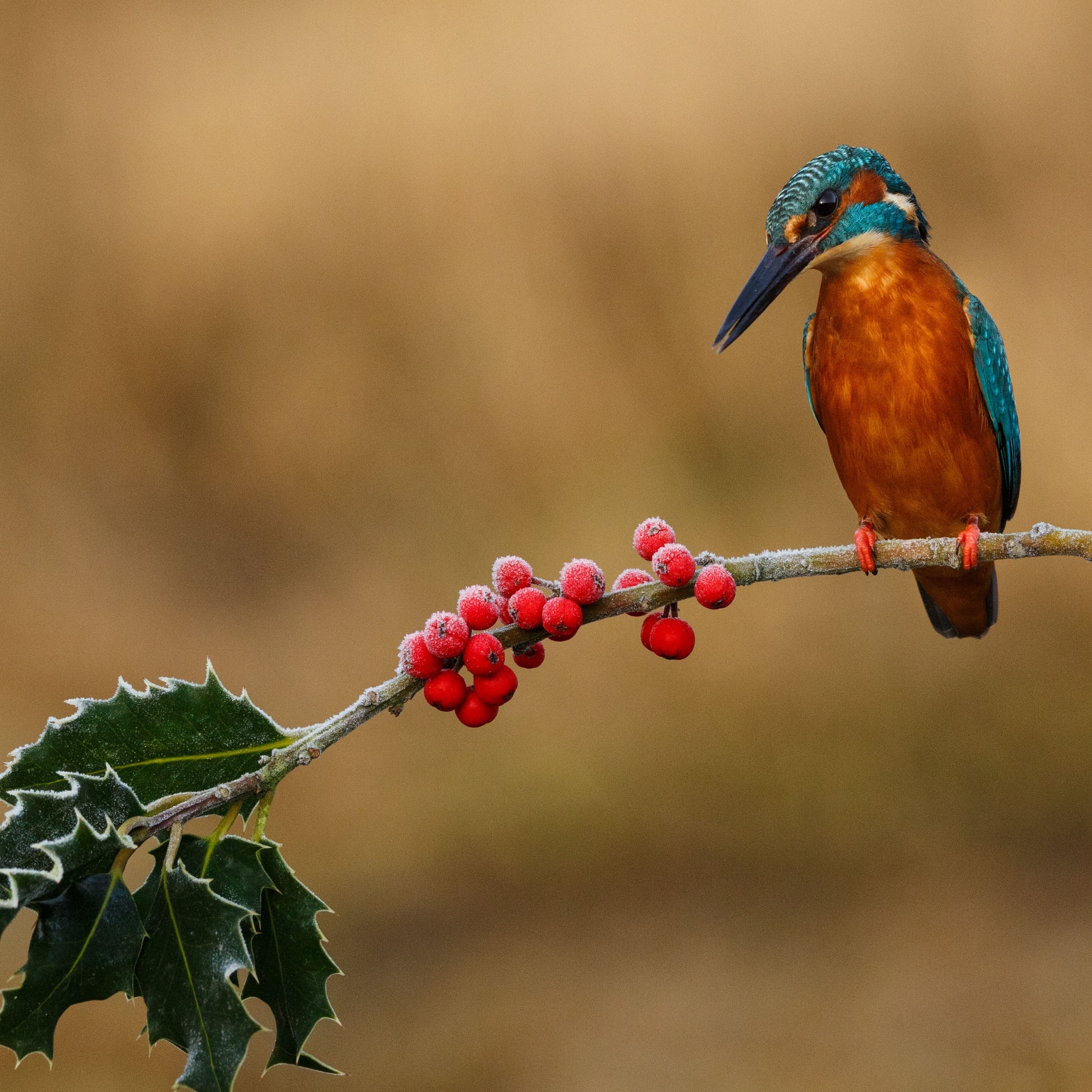 a kingfisher perched on a holly branch with red berries