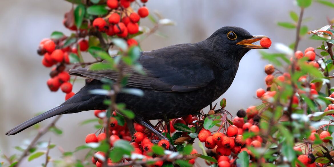 Want More Birds In Your Garden? Plant These Berry-Rich Shrubs Before March Ends Want More Birds In Your Garden? Plant These Berry-Rich Shrubs Before March Ends