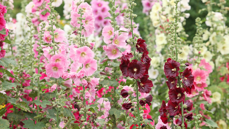 A variety of hollyhocks in a flower garden