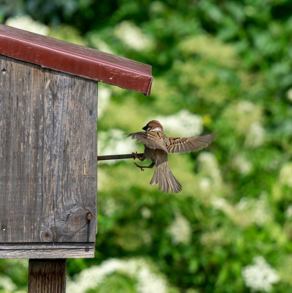 House sparrow bird close up of an approaching sparrow to a wooden birdhouse.