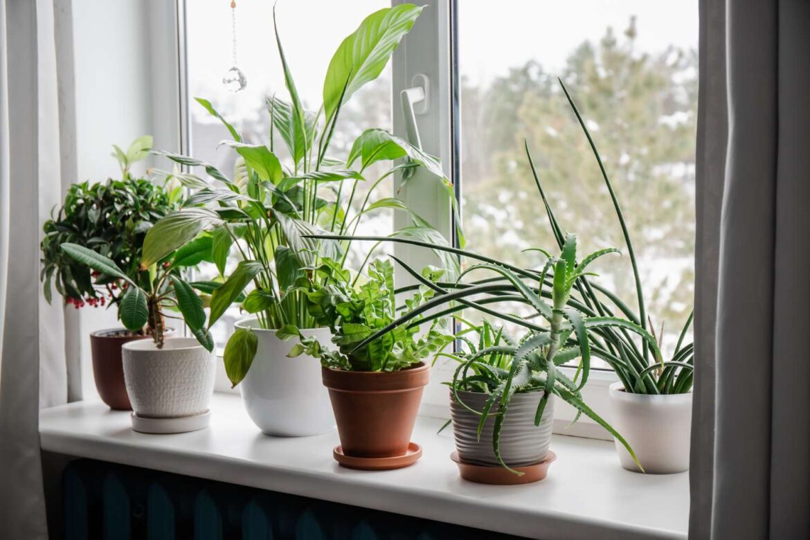 The Best Fertilizers for Houseplants, Experts Say