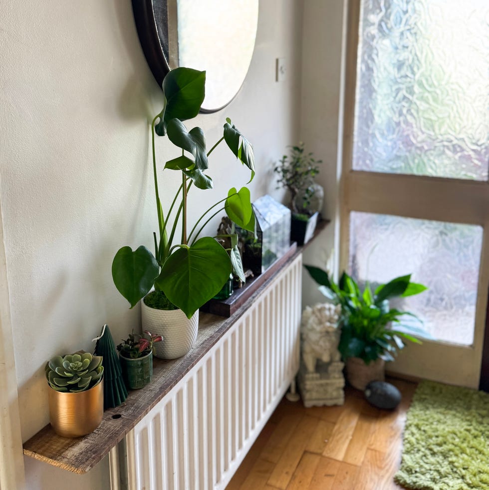 Houseplants in hall stock photo features a beautifully arranged hallway showcasing a radiator shelf adorned with vibrant house plants, adding a touch of greenery to the space. a stylish mirror reflects the natural light, enhancing the airy atmosphere