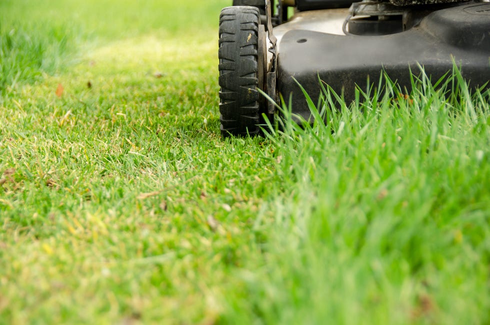 16 things to consider before the first grass cut of the year 16 things to consider before the first grass cut of the year