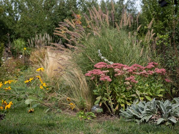 Close-up of a mixed perennial border featuring 