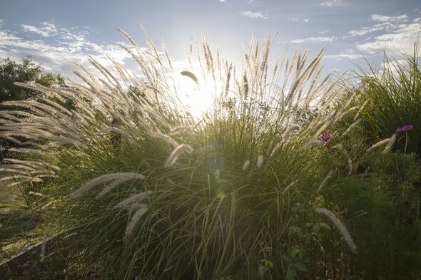 Closeup view of Pennisetum orientale ornamental grass with light yellow flowers, blooming in the garden at sunset