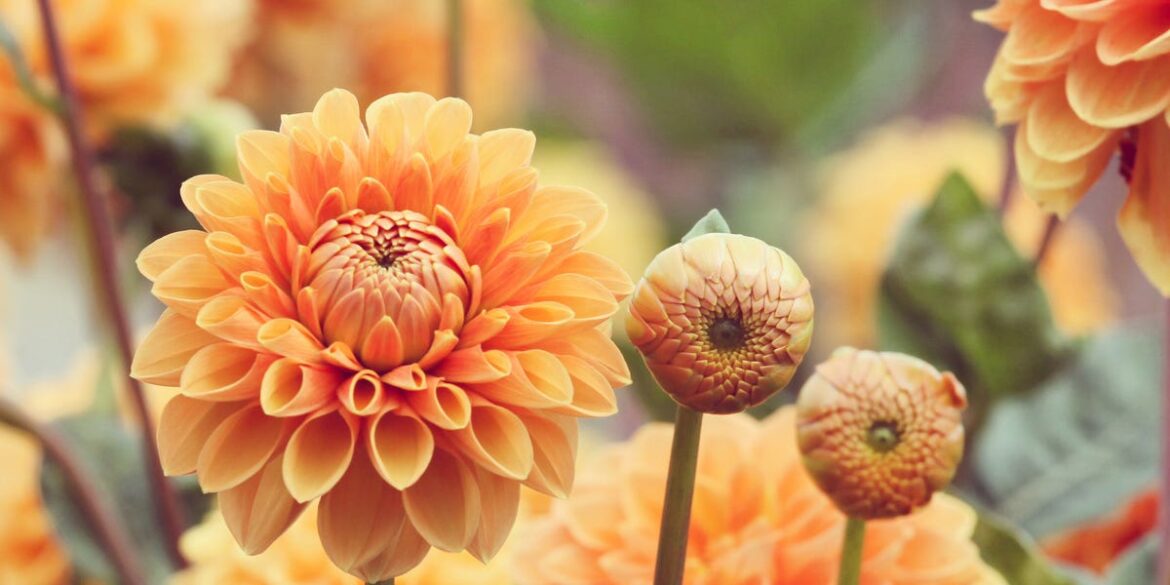 3 Dahlia Varieties To Plant In February — How To Plant Dahlias