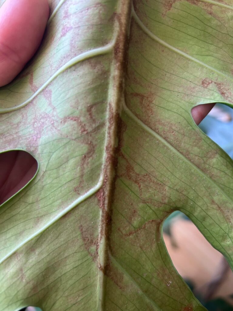 What do you think this is?