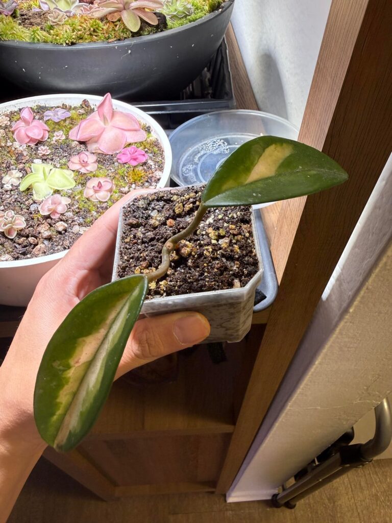 Will this propagate?