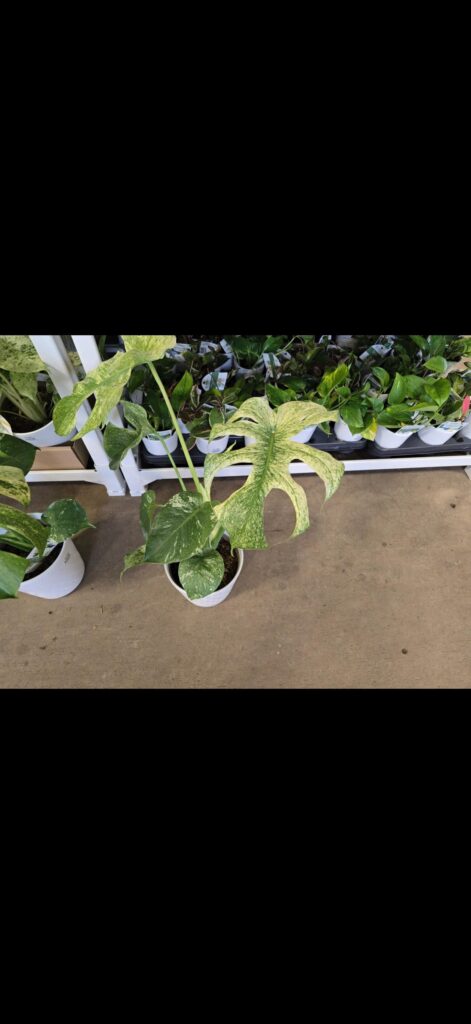 Mint at my local HD $44?