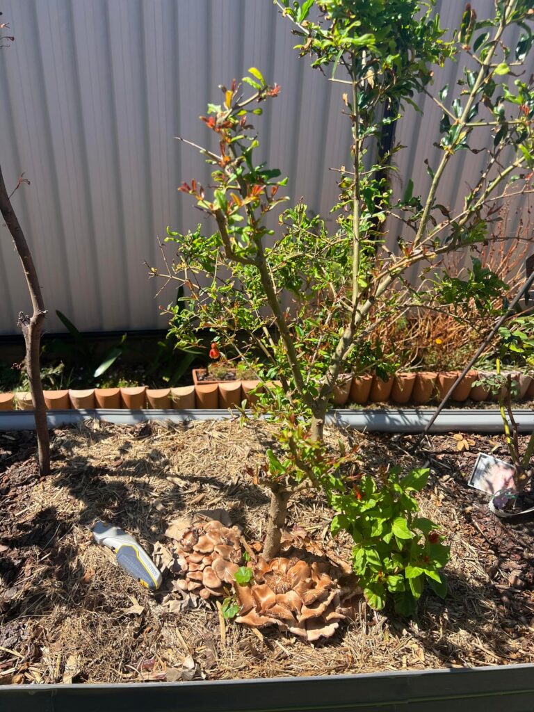 Follow up posts with pictures of dug up mushroom and base of pomegranate trunk Follow up posts with pictures of dug up mushroom and base of pomegranate trunk