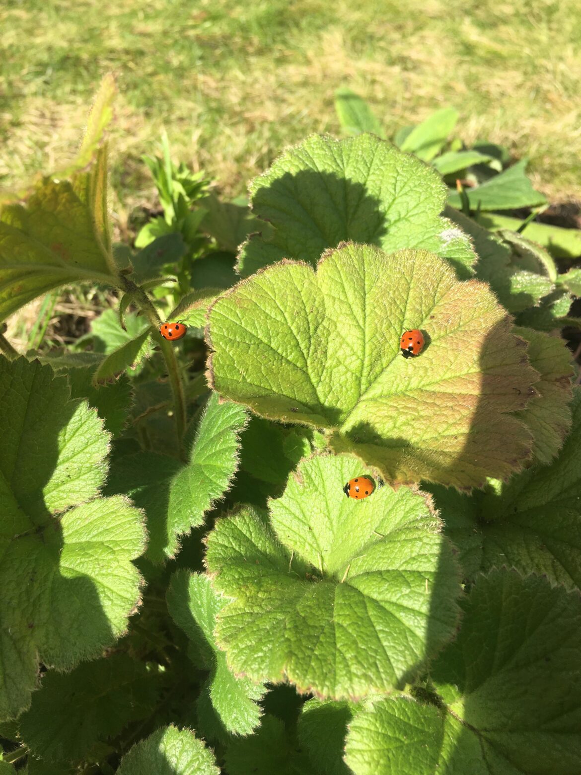 Ladybird party! Spring is on the way.