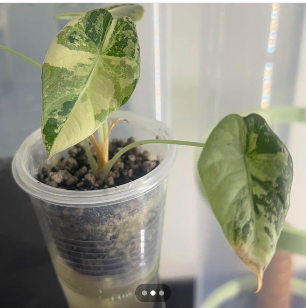 Alocasia Identifier