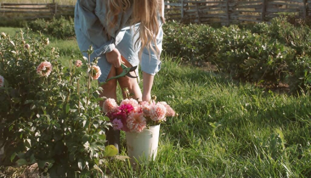 Dahlia Sale for Canadians