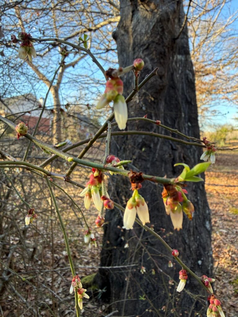 Spotted this beauty tucked on the edge of the yard. (Louisiana,US)