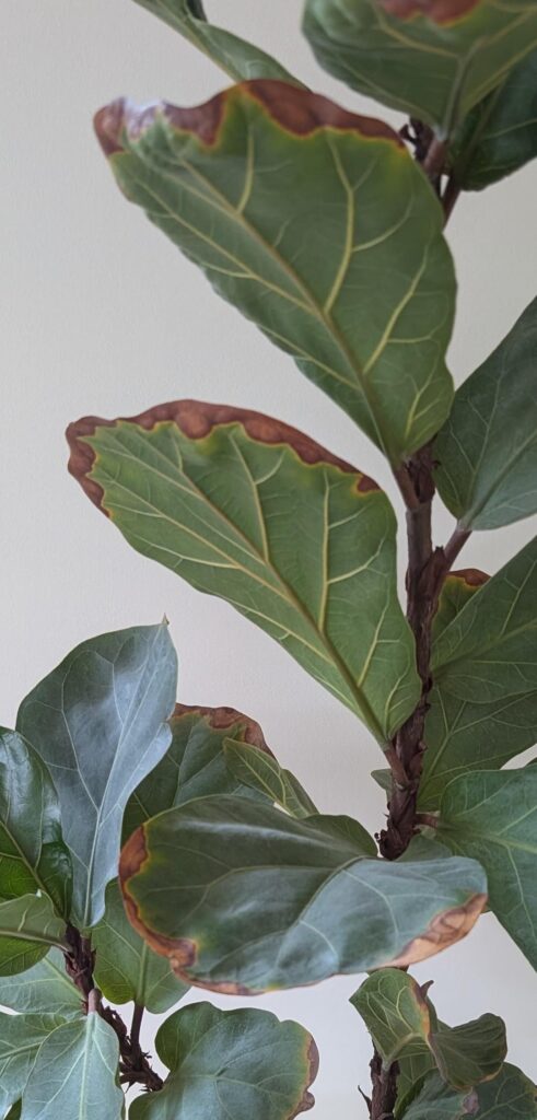 Has anyone else trimmed their brown leaf edges with nail clippers? 😄 Surprisingly satisfying Has anyone else trimmed their brown leaf edges with nail clippers? 😄 Surprisingly satisfying