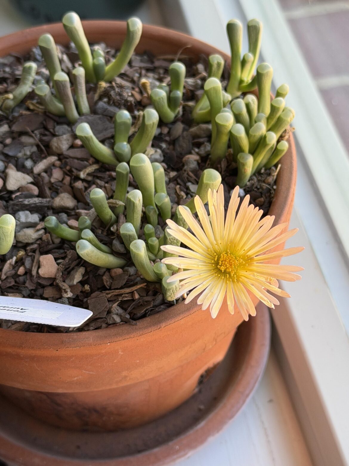 Fenestraria bloom