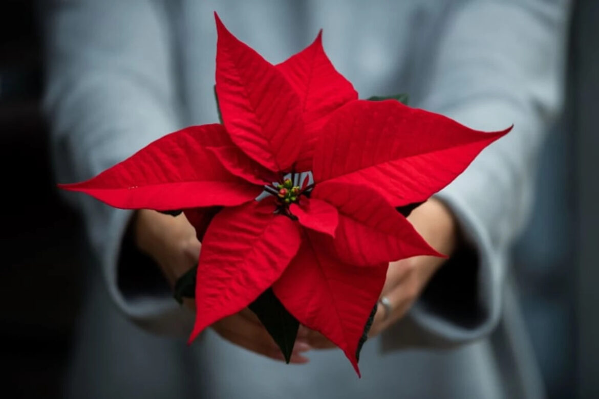 How to get houseplants through the colder months of the year