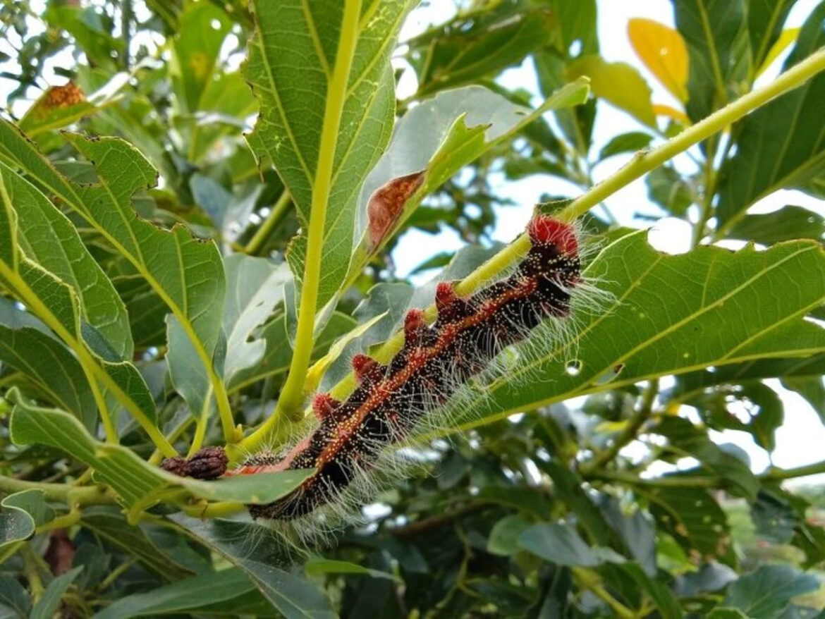 Garden Pests That Appear In Early Spring Garden Pests That Appear In Early Spring